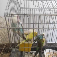 5 عدد مرغ عشق و 1 عدد عروس هلندی|پرنده|شهریار, شهرک وائین|دیوار