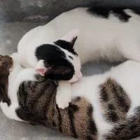 واگذاری گربه ی dsh|گربه|محمدشهر, سیدآباد|دیوار