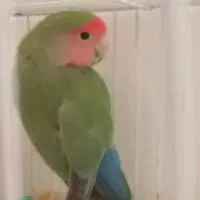 جفت کوتوله کارداده