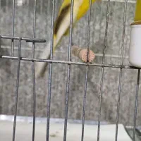 قناری رسمی بلند|پرنده|تهران, شهرک شریعتی|دیوار