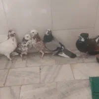 کبوترتهرانی|پرنده|برخوار, |دیوار