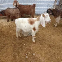 ۲عددکهر ماده پارسال دانه 8500