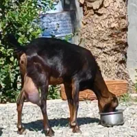 بز کهره بنگالی دو کیلو شیر موقعیت جیرفت|حیوانات مزرعه|کرمان, |دیوار