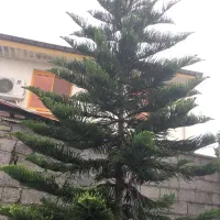 کاج مطبق، کاج، مطبق|گل و گیاه طبیعی|رشت, گلسار|دیوار