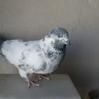 نرکله دمسبز