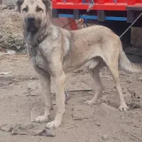 سگ سراب