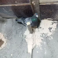 کفتر پرشی کلاغ زرد|پرنده|مشهد, امیرآباد|دیوار