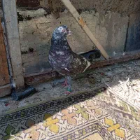 کبوتر هوایی|پرنده|بومهن, |دیوار