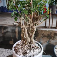 درختچه بونسای و زاموفیلیا