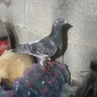 کبوتر|پرنده|نورآباد ممسنی, |دیوار