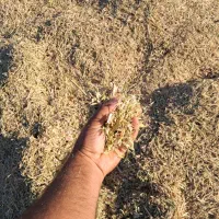 کاه لوبیا چتی|عمده‌فروشی|ماهدشت, |دیوار