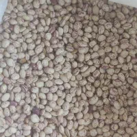 لوبیا چیتی|حراج|کازرون, |دیوار