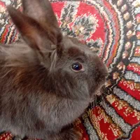 خرگوش بازیگوش