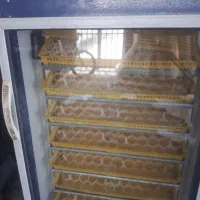 دستگاه جوجه کشی بلدرچین دماوند 588 تایی اوتومات|لوازم جانبی حیوانات|آستارا, |دیوار