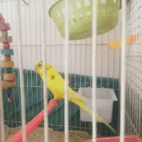 تعدادی پرنده مرغ عشق و...