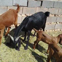 برو کهره داشتی شیرا