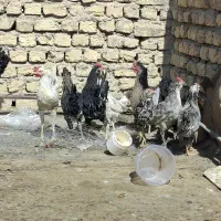 خروس گلین|حیوانات مزرعه|خمینی‌شهر, |دیوار