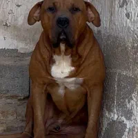 سگ بولی پیتبول پیت بول بولی XL و کلاسیک