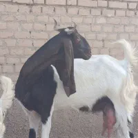 بز پاکستانی جوان مطافیل نر ماده زیرشون