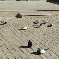 کفتر سینه ای دم سفید