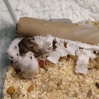 همستر کمپل چشم تیله ای|موش و خرگوش|تهران, صد دستگاه|دیوار