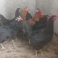 خرید عمده و فروش مرغ و خروس بوقلمون تعداد بالا|حیوانات مزرعه|نجفآباد, جوزدان|دیوار