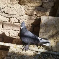 سیاه دم سفید نر|پرنده|فسا, |دیوار