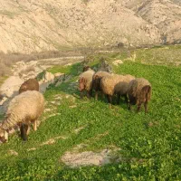 10میش با بره