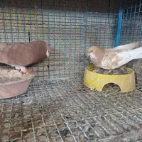 کفتر کبوتر چپ ،شهری،بهبهونی،دمبی،|پرنده|شیراز, شهرک گلدشت حافظ‎|دیوار