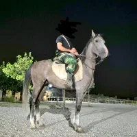 نریان کُرد شش دانگ