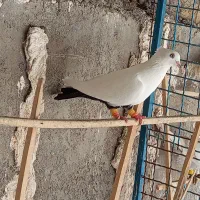 کبوتر دم سیاه