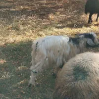 بزغاله  نر  چاق