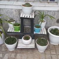 گل کاکتوس