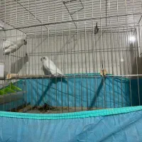 کوتله برزیلی