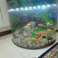 ماهی کوی به همراه آکواریم و لوازم