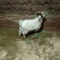 بزغاله|حیوانات مزرعه|باسمنج, |دیوار