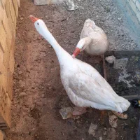 غاز بالغ و سالم