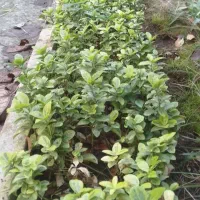 گل وگیاه|گل و گیاه طبیعی|رشت, حومه رشت|دیوار