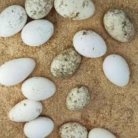 تخم غاز دو رگ