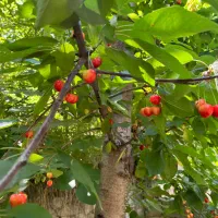 خانه باغ، باغچه سولقان