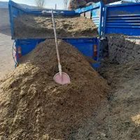 کودگوسفند آماده برای باغ