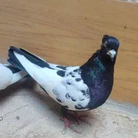 کفتر سینه سیاه نرتک باتخم جوجه شده معاوضه با پرنده|پرنده|مشهد, منزل آباد|دیوار