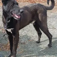 سگ سرابی|سگ|کرمانشاه, |دیوار