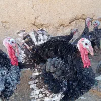 بوقلمون|حیوانات مزرعه|میلاجرد, |دیوار