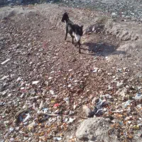 بز چاق|حیوانات مزرعه|بیرجند, |دیوار