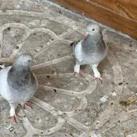 کبوتر شق شقی
