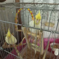 جوجه عروس هلندی|پرنده|فردیس, شهرک شهید حسینی|دیوار