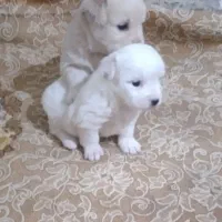 سگ پا کوتا پشمالو هرکسی خواست تماس بگیر