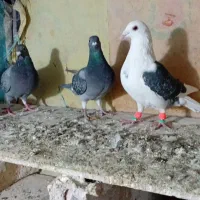 کبوتر پلاکی صید|پرنده|شیروان (خراسان), |دیوار