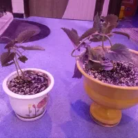 دوتا گل یوسف با گلدون ۳۰۰ تومان